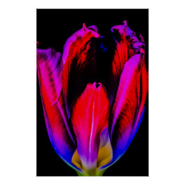 Pôster Neon Glow Tulip