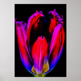 Poster Neon Glow Tulip