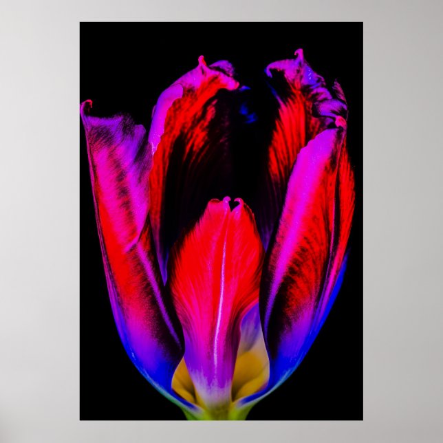 Poster Neon Glow Tulip (Frente)