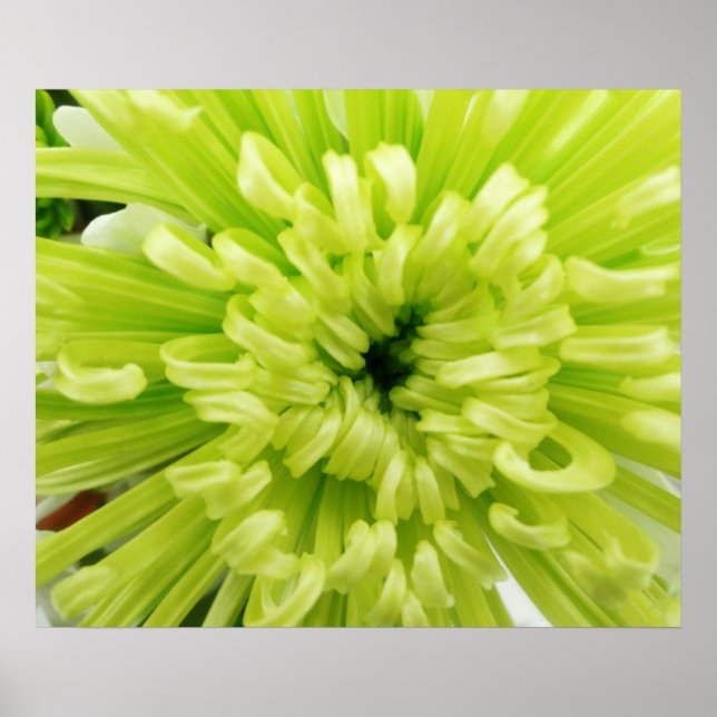Pôster Neon Green Flower Football Mum Close Up Background (Frente)