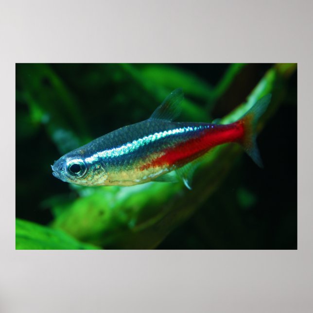 Poster Neon Tetra Fish Paracheirodon Innesi (Frente)