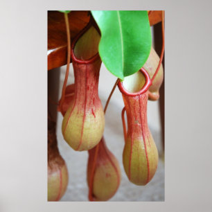 Pôster Nepenthes que oscila