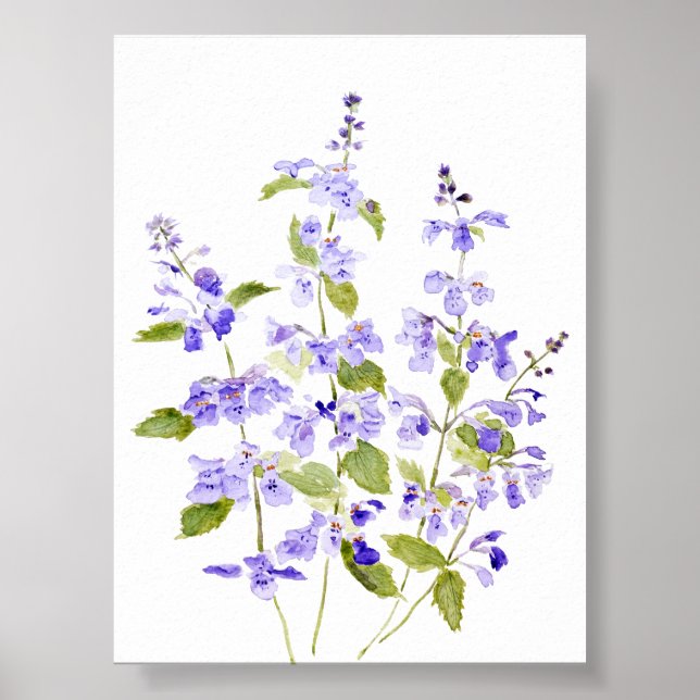 Poster Nepeta racemosa Walker, violeta púrpura azul-lilás (Frente)