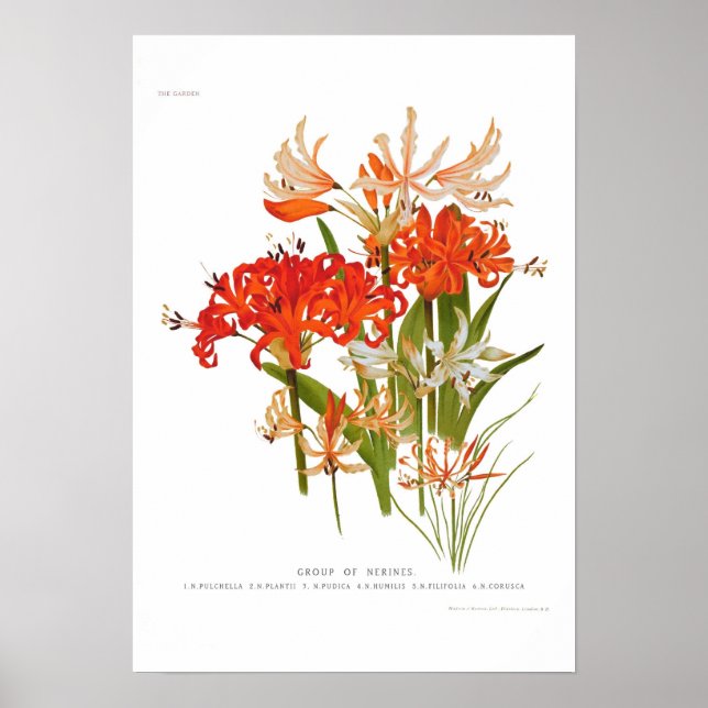 Poster Nerines (Frente)