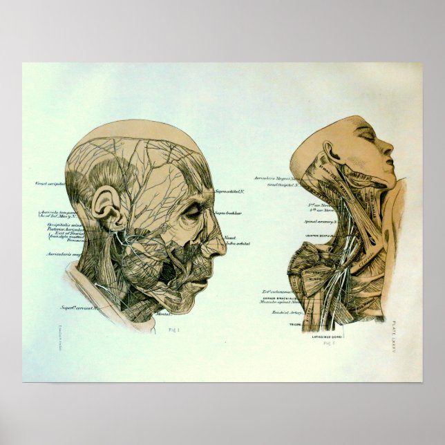 Poster Nervos cranianos (Frente)