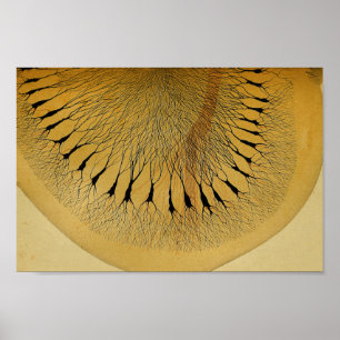 Poster Nervos do sistema nervoso central do vintage 1886