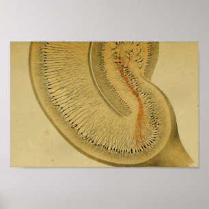 Pôster Nervos do sistema nervoso central do vintage 1886