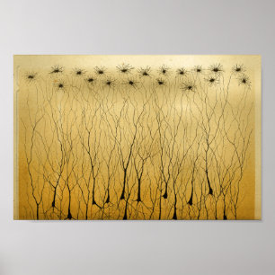 Pôster Nervos do sistema nervoso central do vintage 1886