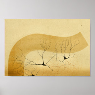 Poster Nervos do sistema nervoso central do vintage 1886