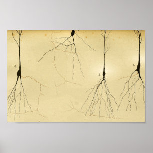 Poster Nervos do sistema nervoso central do vintage 1886