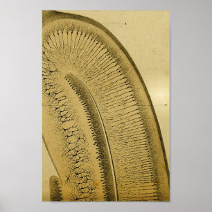 Pôster Nervos do sistema nervoso central do vintage 1886