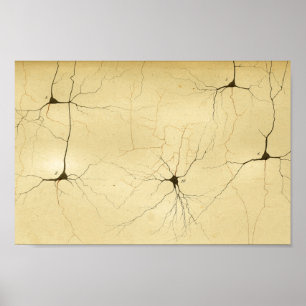 Pôster Nervos do sistema nervoso central do vintage 1886