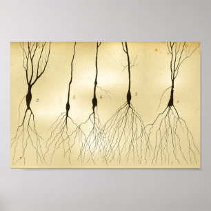 Poster Nervos do sistema nervoso central do vintage 1886