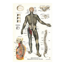 Nervos Espinhais Do Sistema Nervoso Chiropractic 2