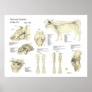Poster nervoso da anatomia de Sytem da vaca bovina
