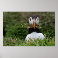 Nest Builder Puffin