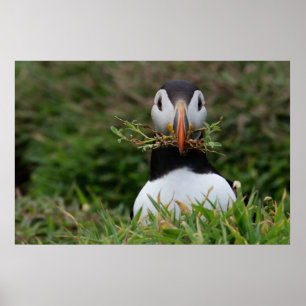 Pôster Nest Builder Puffin