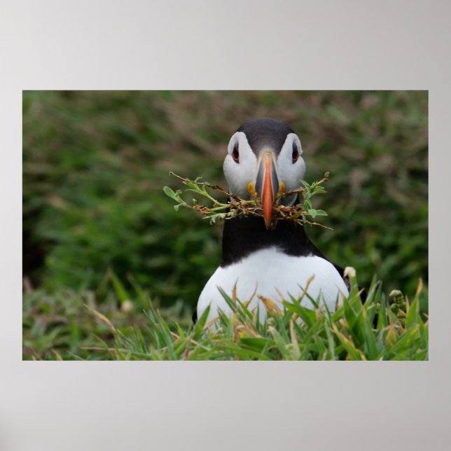 Pôster Nest Builder Puffin (Frente)