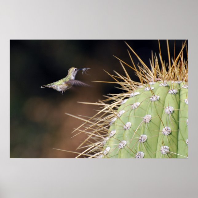 Pôster Nest Maker (Frente)