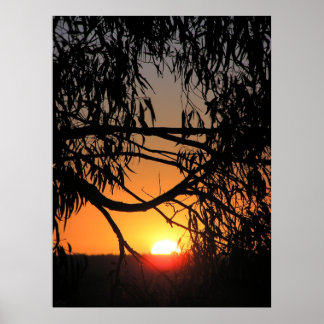 Poster NEST SUNSET