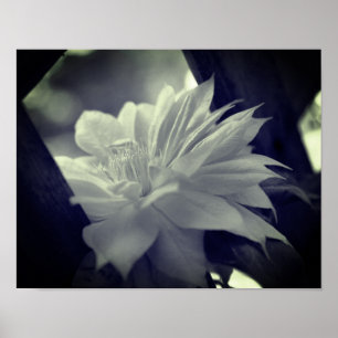 Poster Nestatis Clematis Flower Black E White