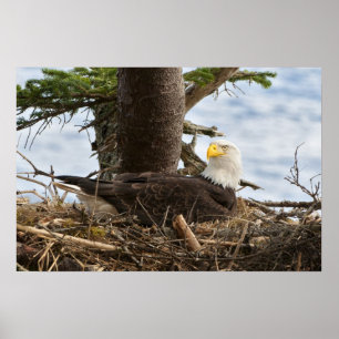 Poster Nesting Bald Eagle