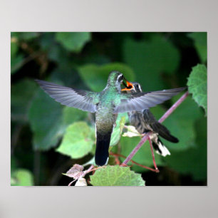 Pôster Nestling de alimentação do colibri