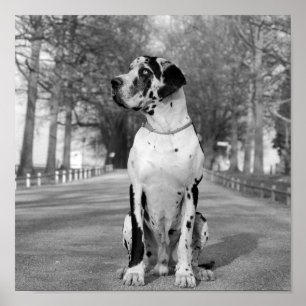 Pôster Nestor black & white