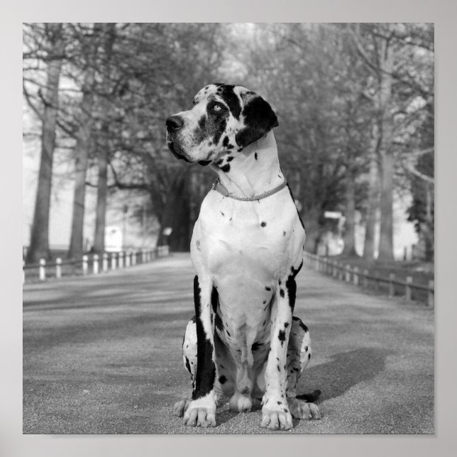 Pôster Nestor black & white (Frente)