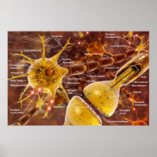 Pôster Neuron