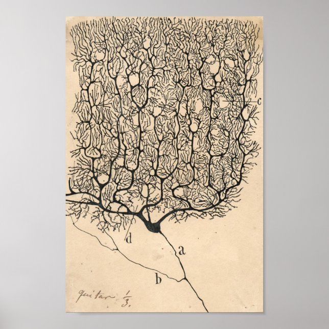 Poster Neuron Drawing By Santiago Ramón Y Cajal (Frente)