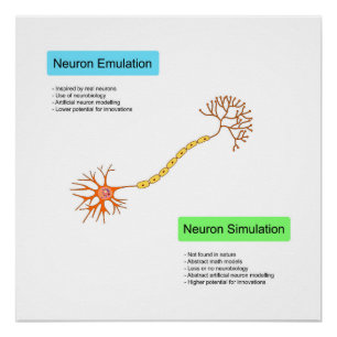 Pôster Neurônios