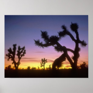 Pôster NEVADA. EUA. Árvores de Josué Yucca brevifolia)