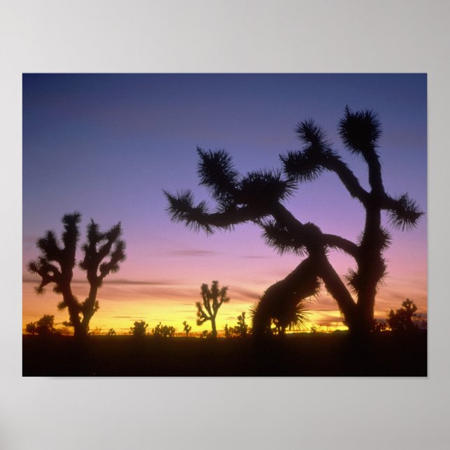 Pôster NEVADA. EUA. Árvores de Josué Yucca brevifolia) (Frente)