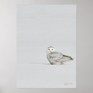 Poster nevado da coruja