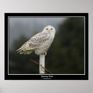 Poster nevado da coruja
