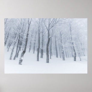 Poster Neve coberta de floresta congelada no inverno