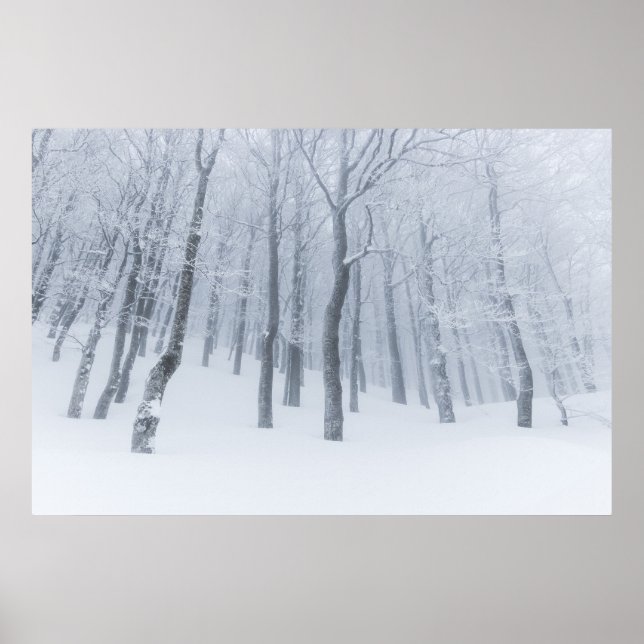 Poster Neve coberta de floresta congelada no inverno (Frente)