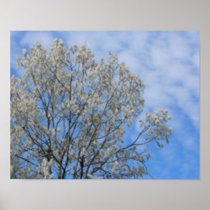 Pôster Neve De Flor De Árvore Poplar Em Junho