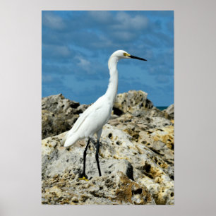 Poster Neve Egret nas Rochas