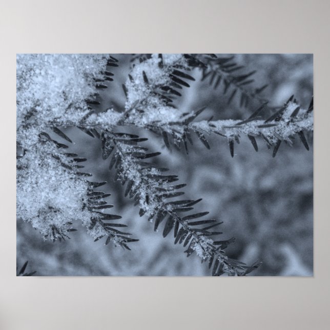 Poster Neve em Agulhas de Pinheiro (Frente)