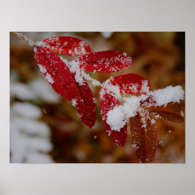 Poster Neve em Folhas Vermelhas (Frente)