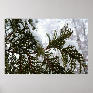 Poster Neve em Galhos de Sempre-Verde