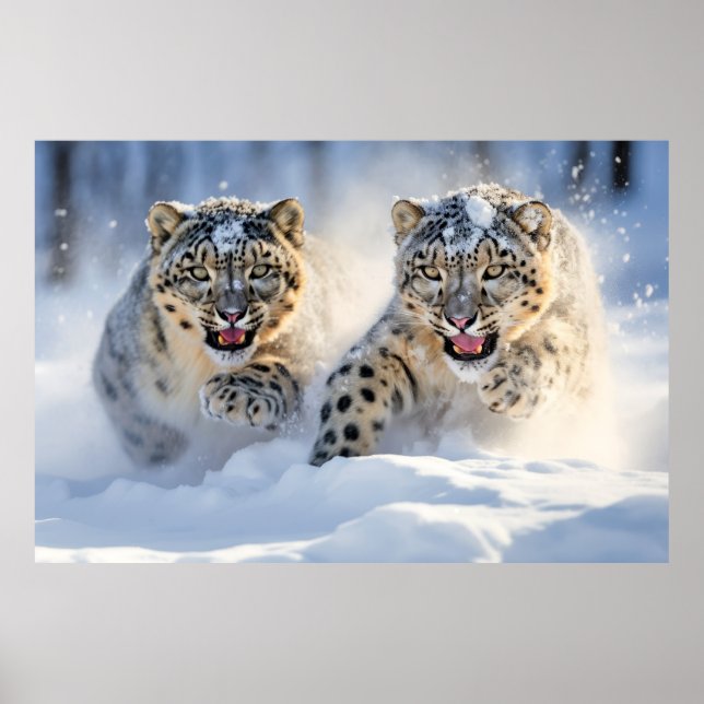 Poster Neve Leopardo Animal Natureza Majestosa Selvagem (Frente)