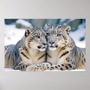 Poster Neve Leopardo Animal Natureza Natureza Natureza Se