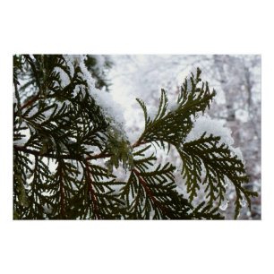 Pôster Neve nas ramificações verdes