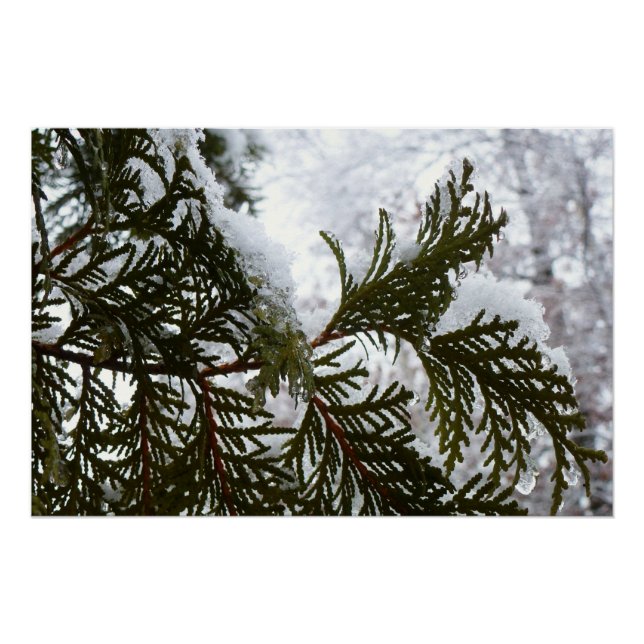 Pôster Neve nas ramificações verdes (Frente)