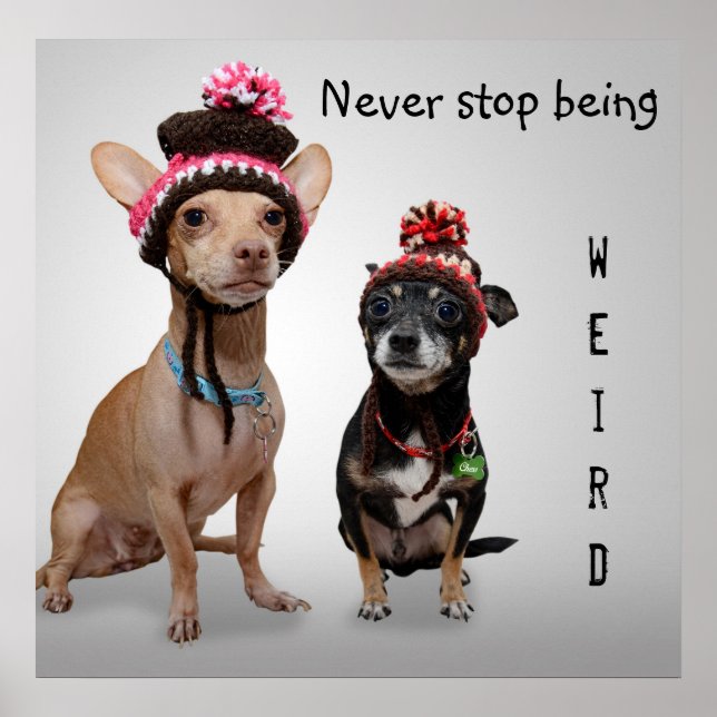 Pôster Never Stop Being Weird Cute Chihuahuas (Frente)