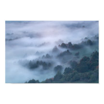 Névoa da manhã rolando pelas árvores