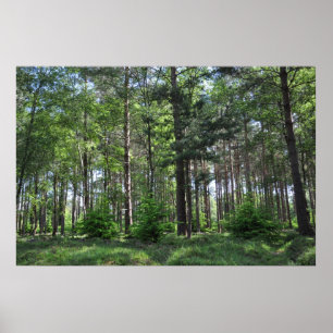 Poster New Forest Landscape England